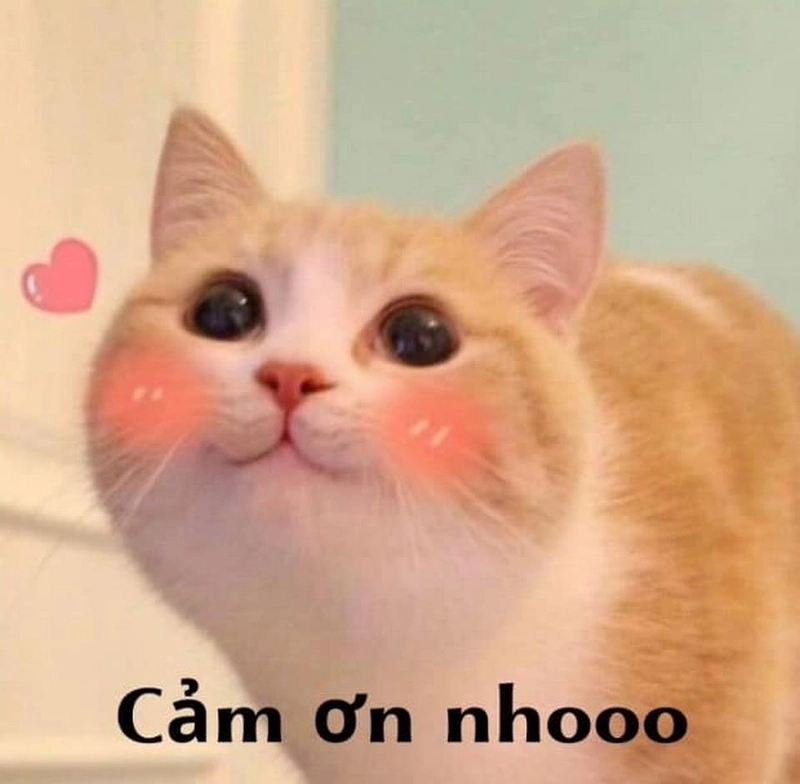 meme cảm ơn chân thành