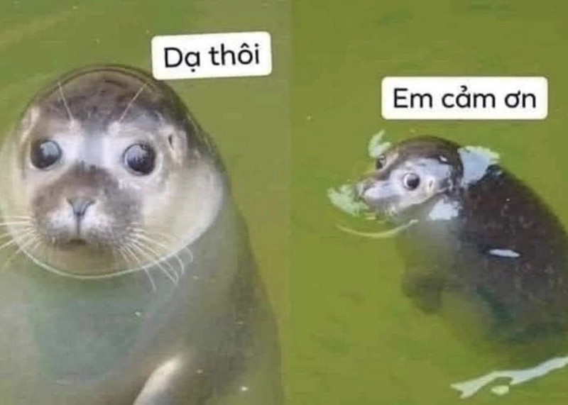 meme cảm ơn ngầu