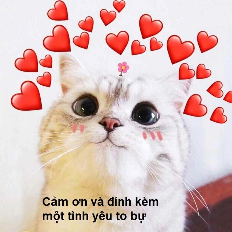 meme cảm ơn nhí nhảnh
