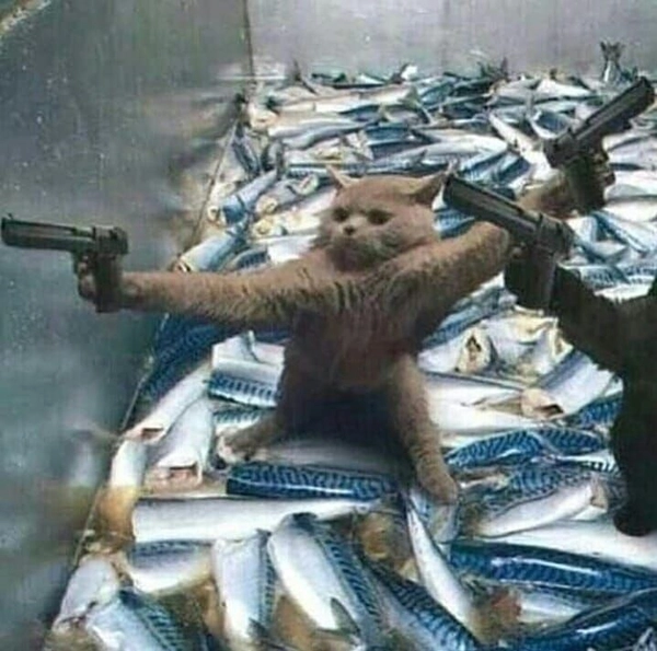 meme cầm súng mèo hài