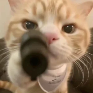 meme cầm súng phiên bản mèo