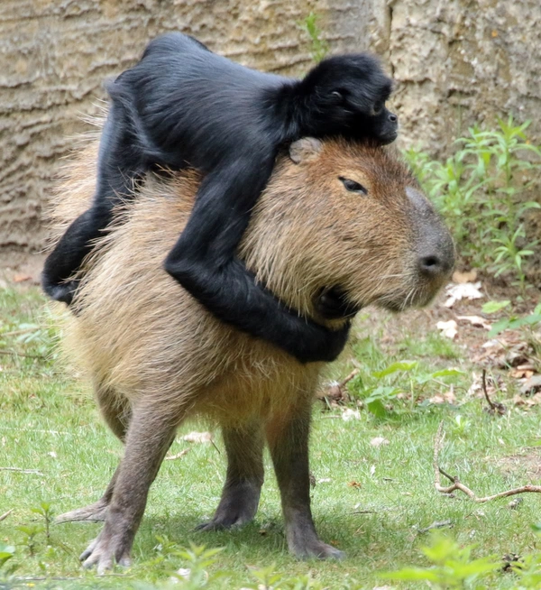 meme capybara bực