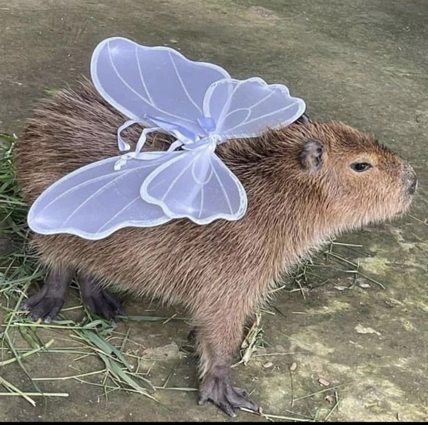 meme capybara buồn ngủ