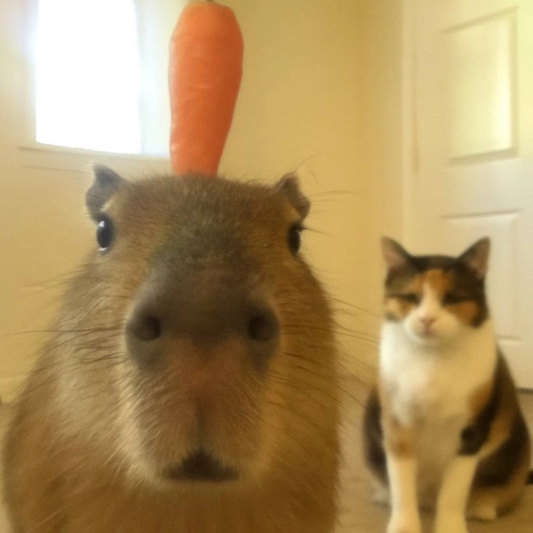 meme capybara chơi với bạn