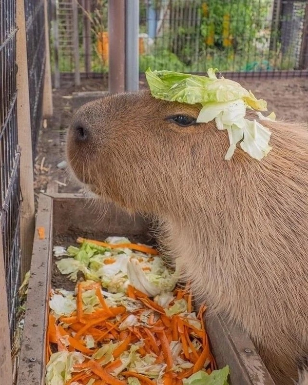 meme capybara cute cực