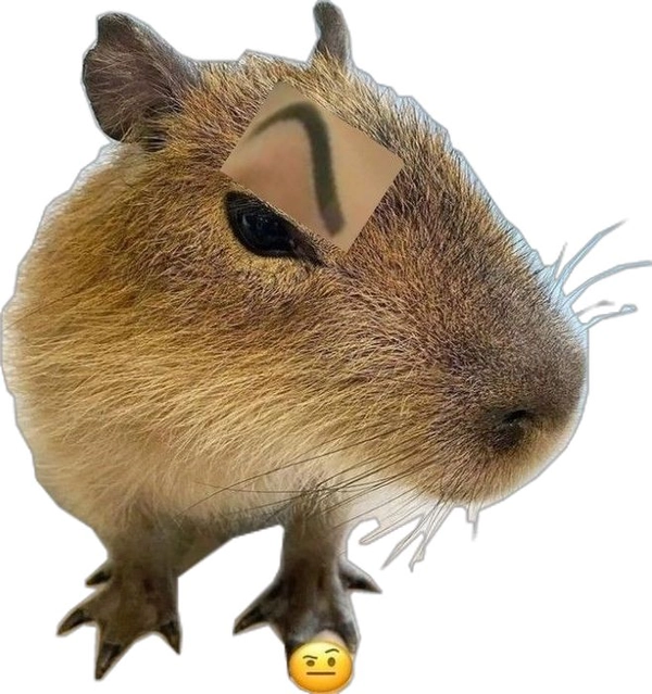 meme capybara cute phô mai que