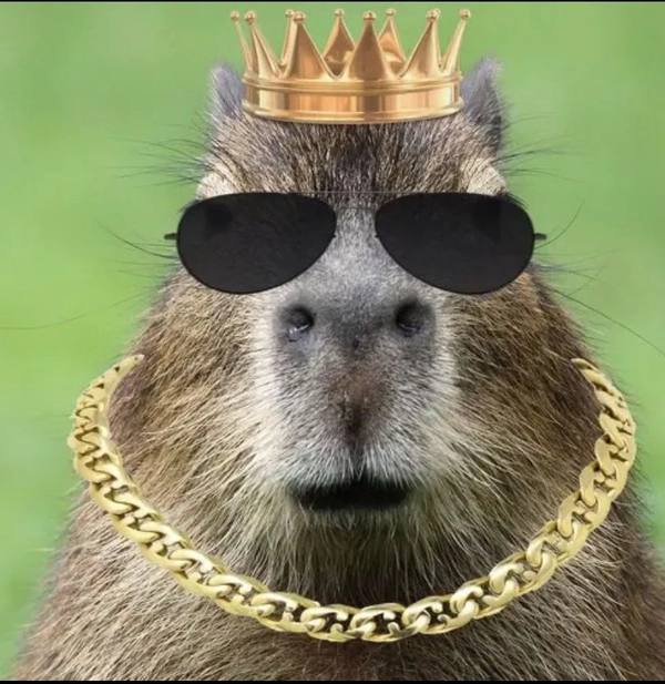 meme capybara đáng yêu ngộ nghĩnh