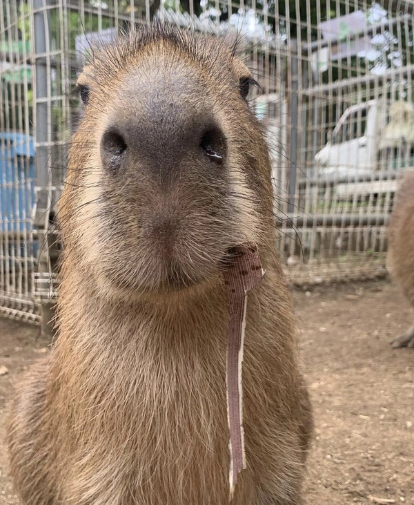 meme capybara đáng yêu nhất