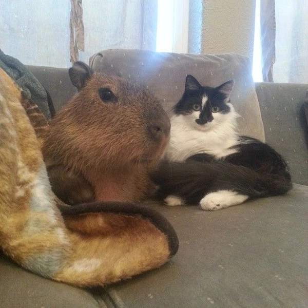 meme capybara dễ thương