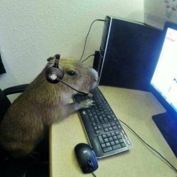meme capybara làm việc