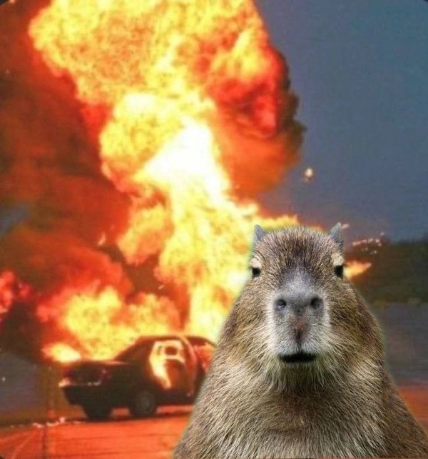 meme capybara lười biếng