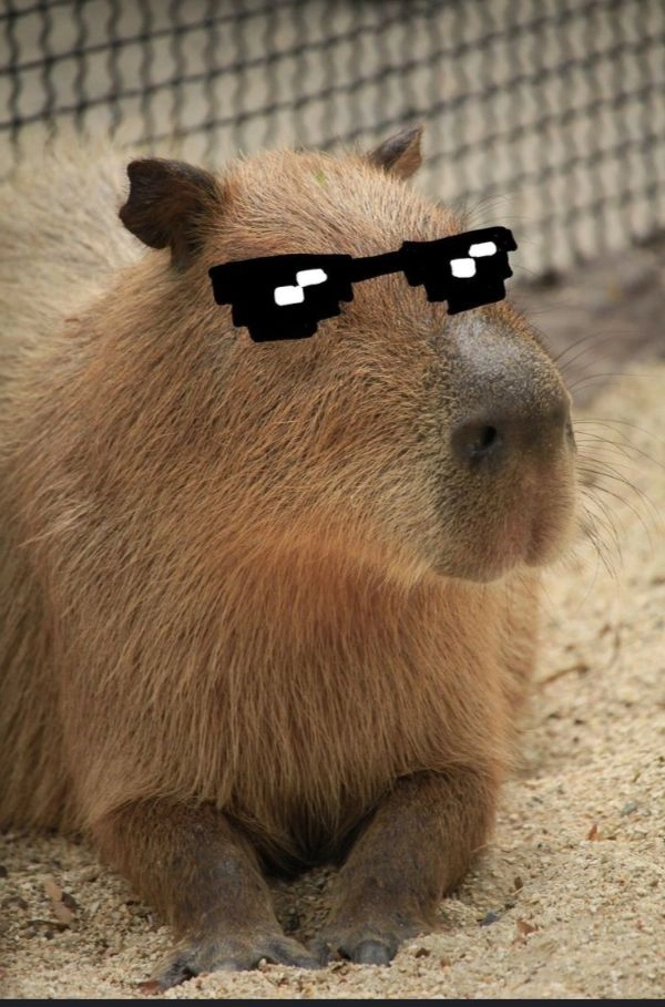 meme capybara mặt hài