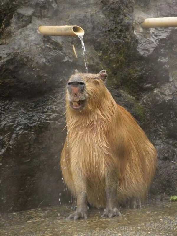meme capybara ngồi chill