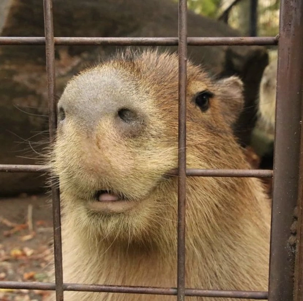 meme capybara ngủ gật