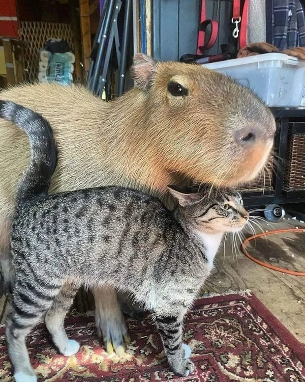 meme capybara ngủ say