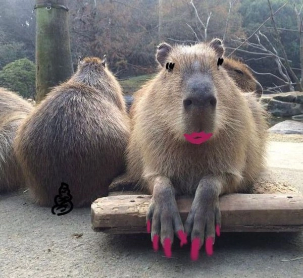 meme capybara team