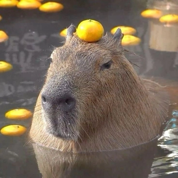 meme capybara tức giận