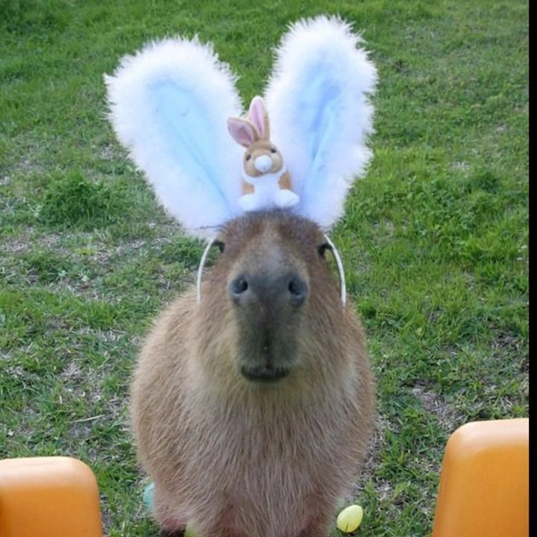 meme capybara uống nước