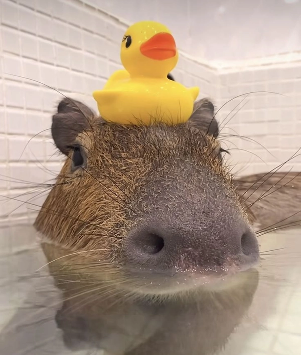 meme capybara vui hài hước