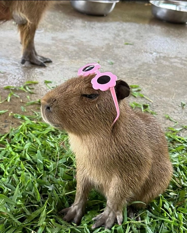 meme capybara vui nhộn