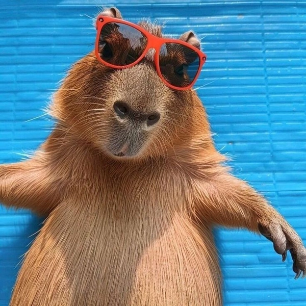 meme capybara vui vẻ