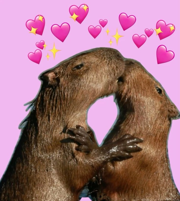 meme capybara yêu nhau