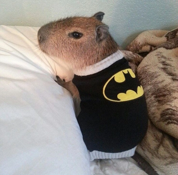 meme capybara