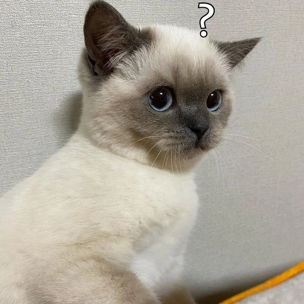 meme chấm hỏi