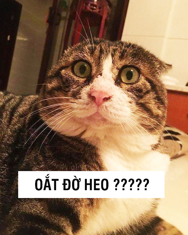 meme chẳng hiểu chuyện gì