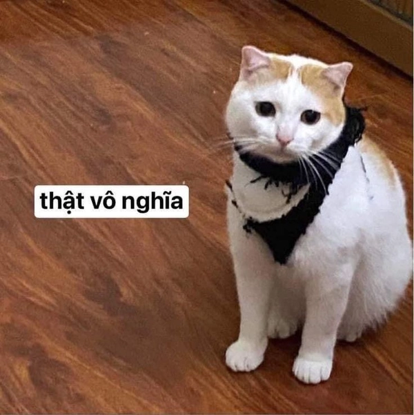 meme chẳng hiểu gì luôn