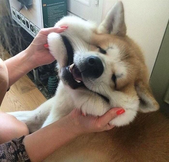 meme chó bựa cực mạnh