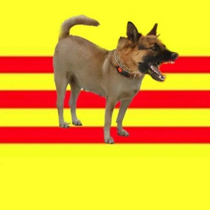 meme chó meme độc lạ