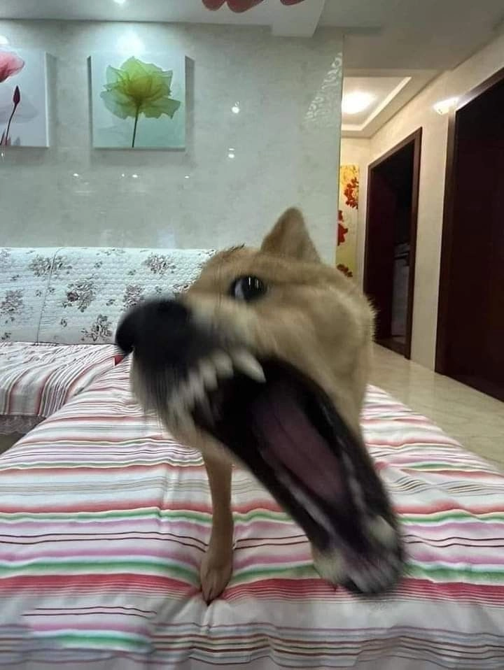 meme chó meme troll