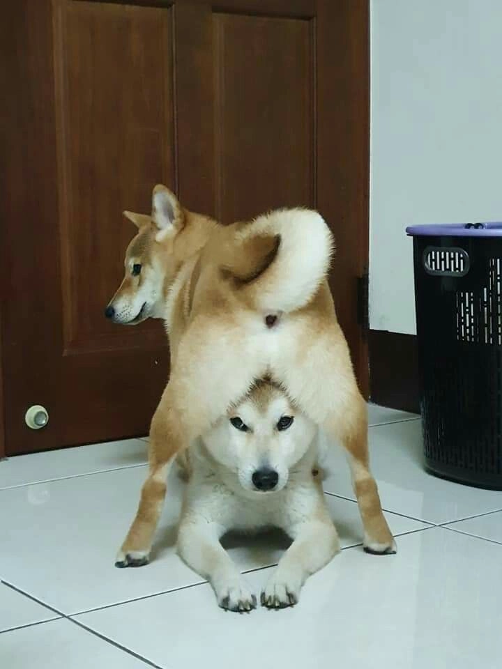 meme chó mếu khóc