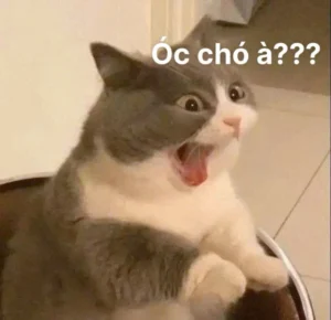 meme chó ngu dễ thương