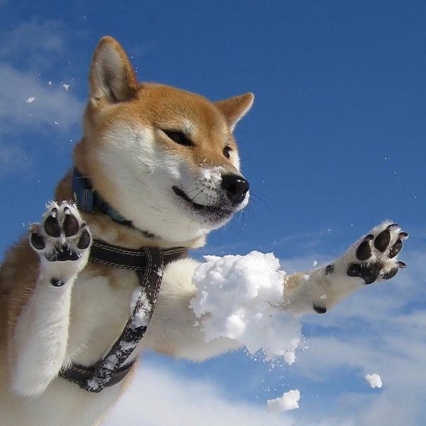 meme chó shiba bay trên trời