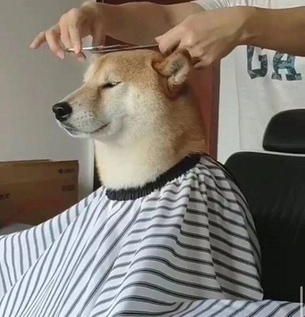 meme chó shiba cắt tóc