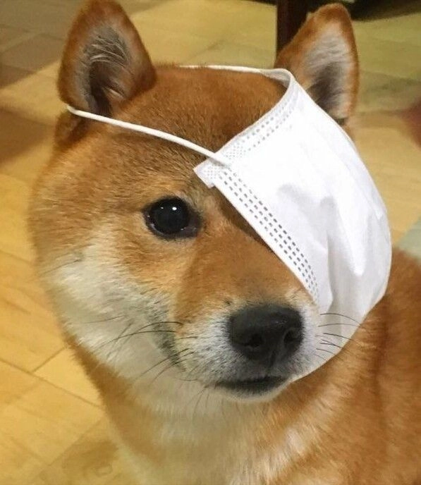 meme chó shiba đeo khẩu trang