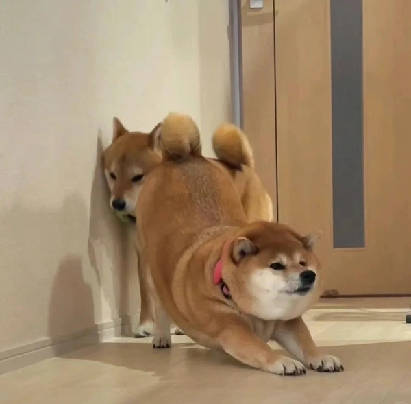 meme chó shiba đi thành hàng