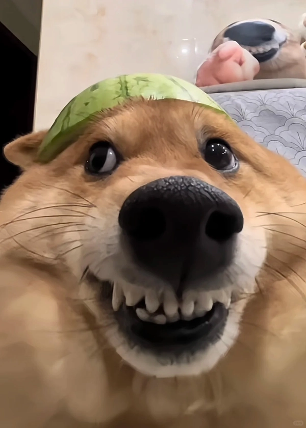 meme chó shiba đội mũ xanh