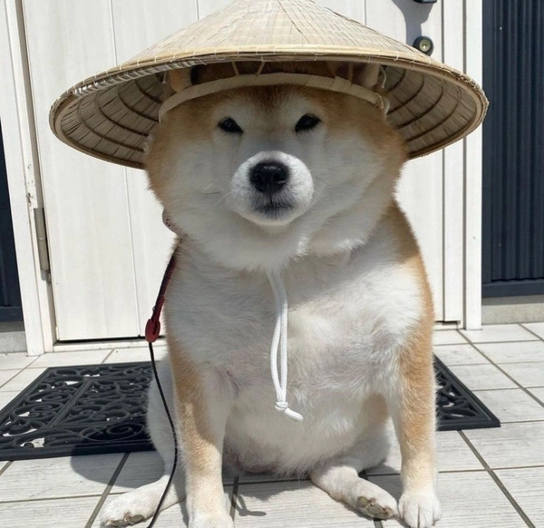 meme chó shiba đội nón lá