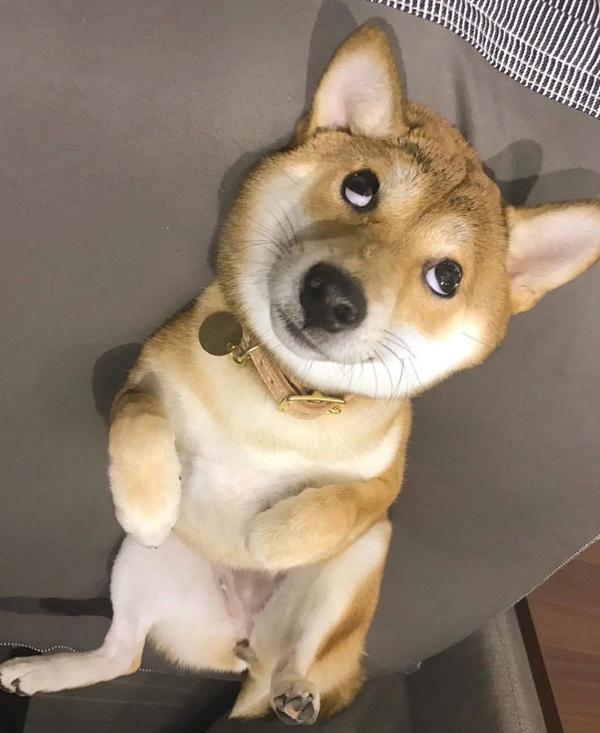 meme chó shiba đứng nhìn đáng yêu