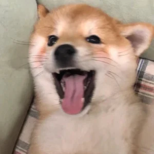 meme chó shiba lè lưỡi vui vẻ