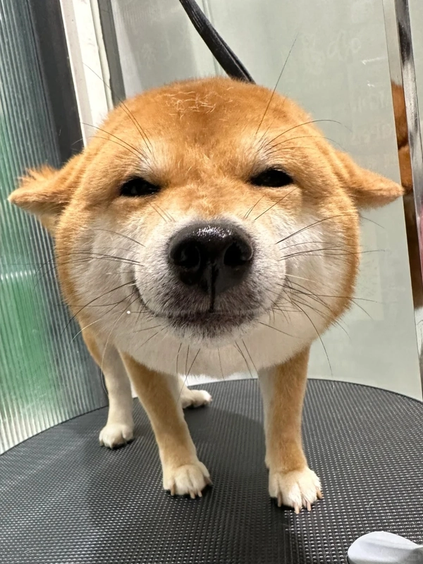 meme chó shiba thè lưỡi