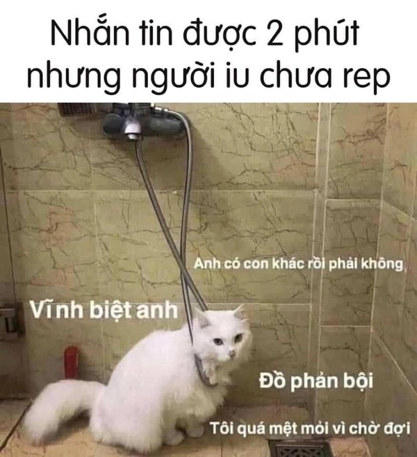meme chờ tin nhắn cả đêm
