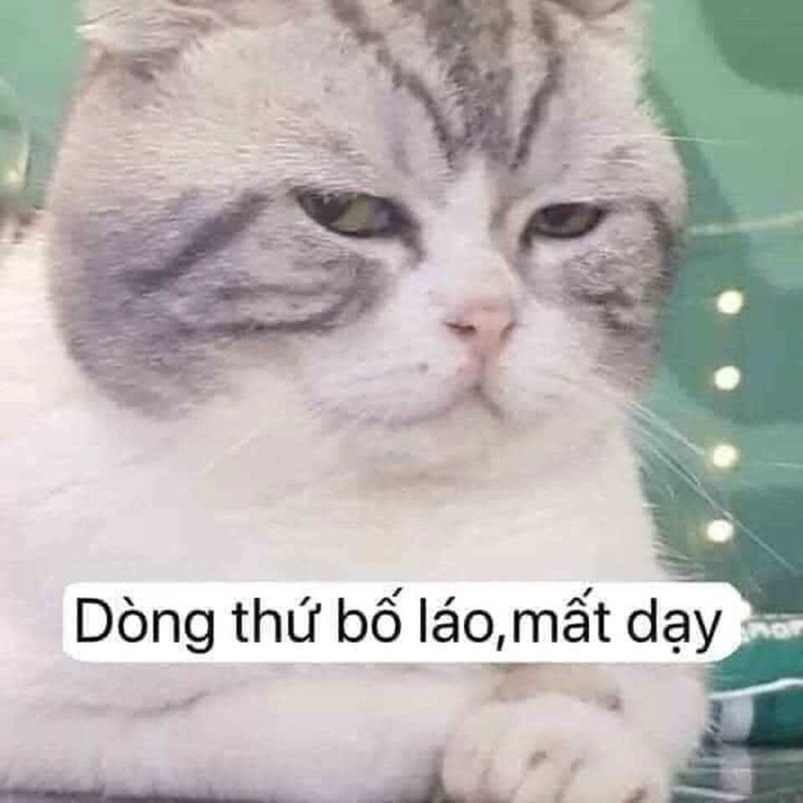 meme chửi hài hước