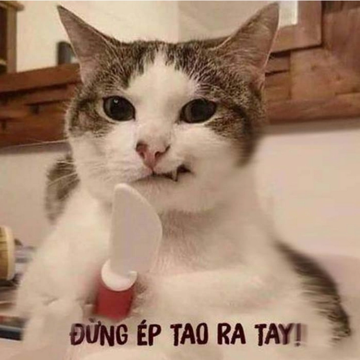 meme chửi shiba