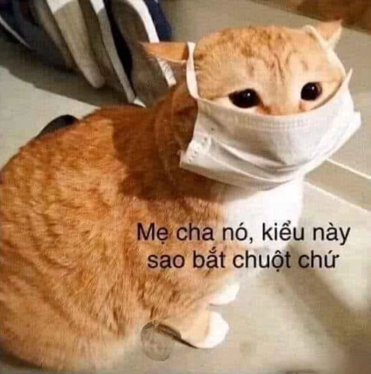 meme chửi thề