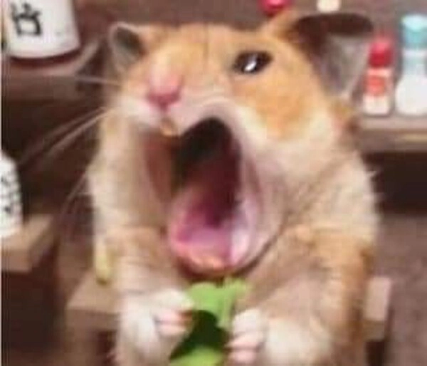 meme chuột sợ hãi