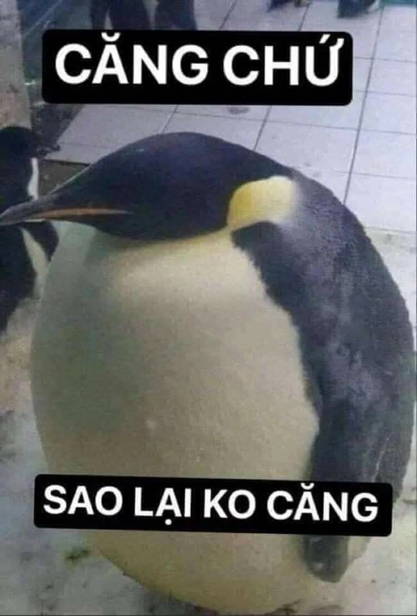 meme con chim cánh cụt sợ hãi